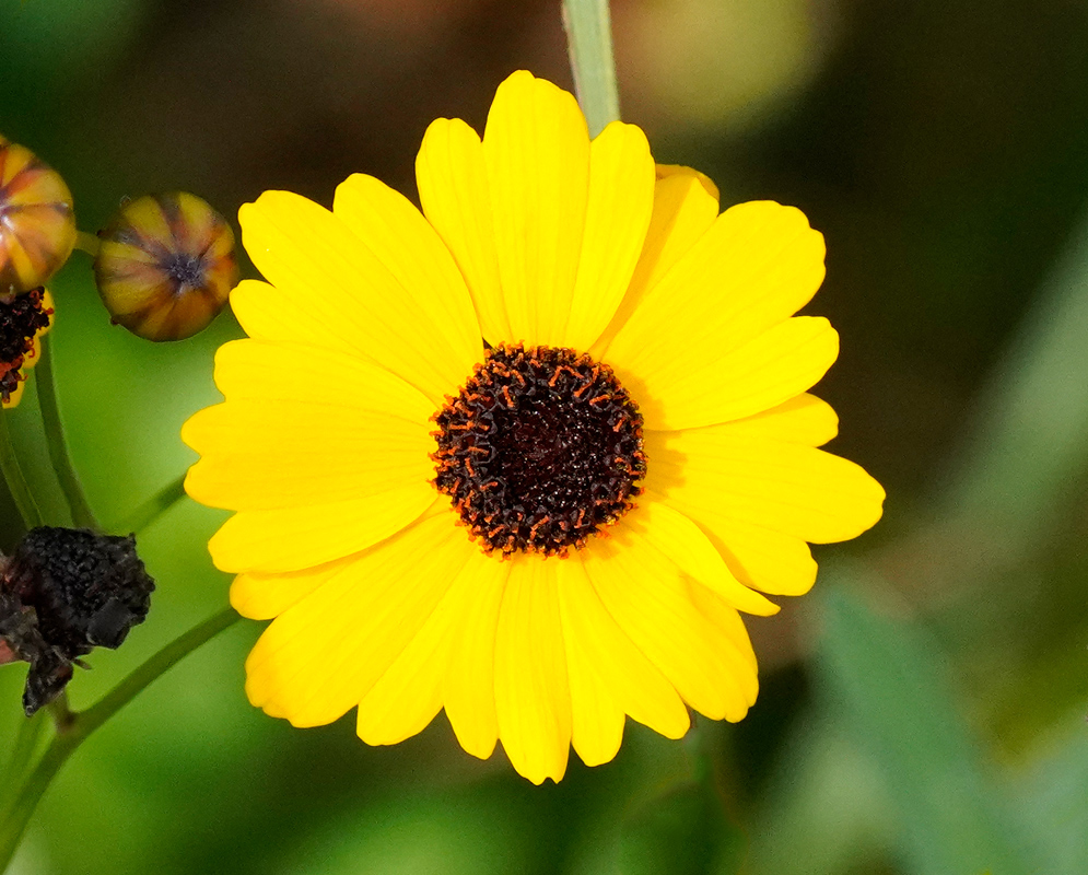 Coreopsis leavenworthii Flower A bright yellow Coreopsis leavenworthii flower with rounded petals radiating from a dark central disk, shown in full bloom against a soft green background