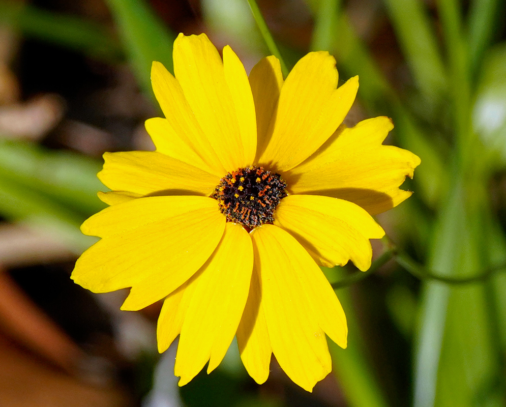 A bright yellow Coreopsis leavenworthii flower with a brown central disc with yellow and orange ray florets