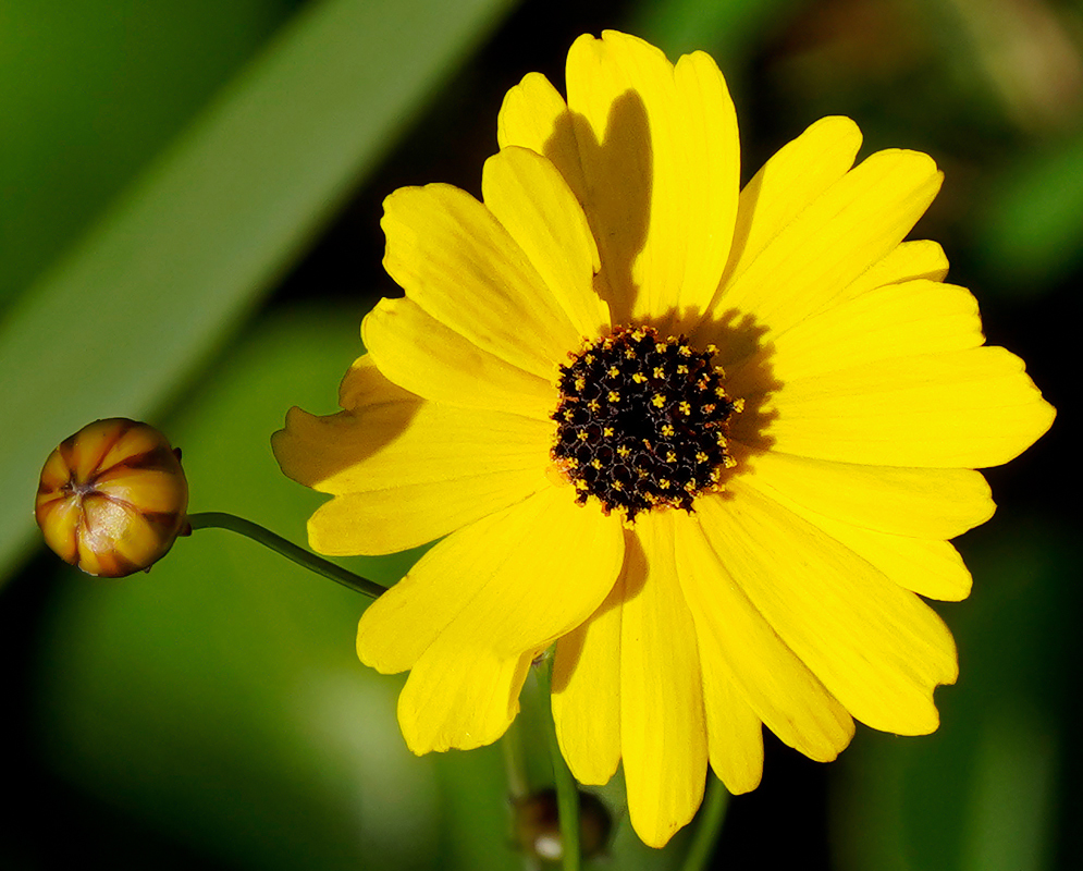 A bright yellow Coreopsis leavenworthii flower with a brown central disc with yellow ray florets