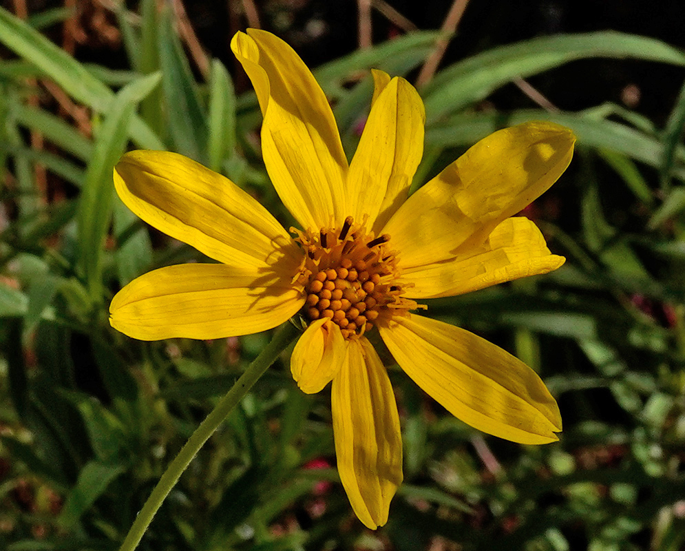 A single yellow Coreopsis palmata flower with elongated petals surrounding a golden central disk