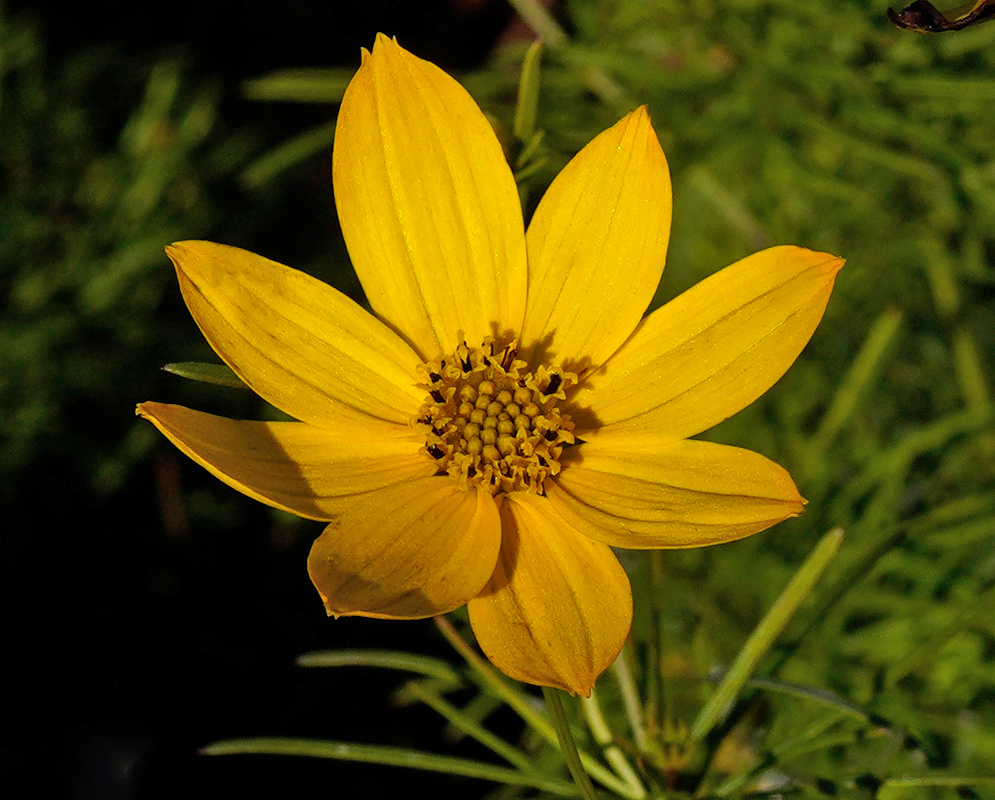Coreopsis verticillata Yellow Flower A single yellow Coreopsis verticillata flower with narrow petals radiating from a compact golden center