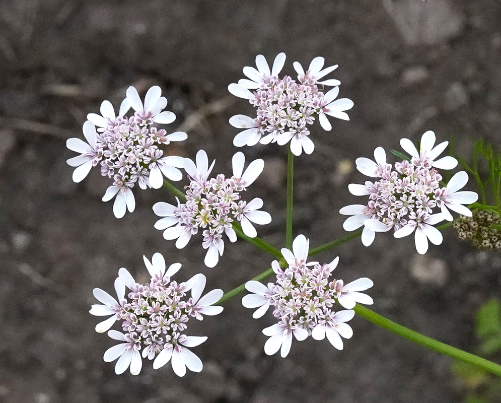 A cluster of delicate Coriandrum sativum flowers with tiny pale pink and white petals arranged in flat-topped umbels, blooming above dark soil