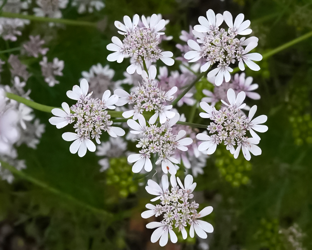 Small Coriandrum sativum flower clusters with a fly on top of one white flower