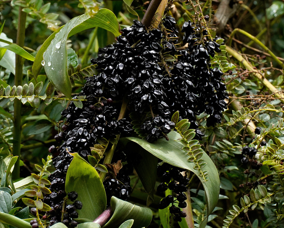 Glossy black fruits of Coriaria ruscifolia form dense clusters nestled among bright green leaves and arching stems in a lush setting