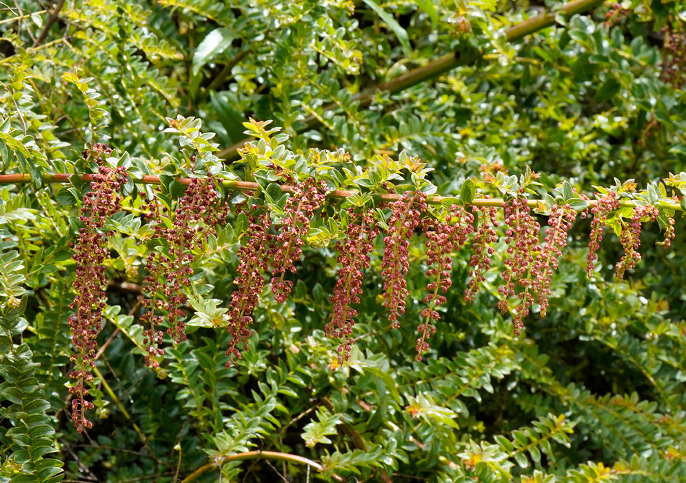 Numerous cascading red flower clusters of Coriaria ruscifolia hang from a horizontal leafy branch with shiny green leaflets