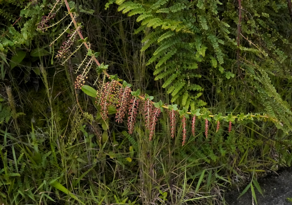 Coriaria ruscifolia branch with hanging red fruit