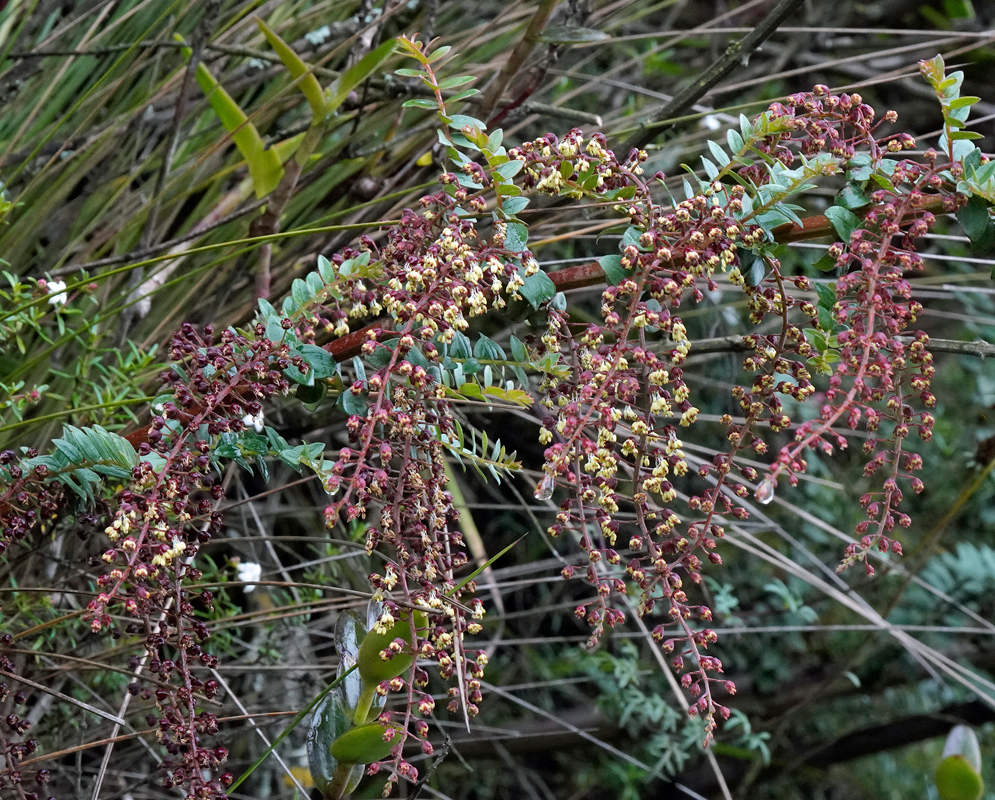 Pendant racemes of reddish-purple and yellowish Coriaria ruscifolia flowers arch from compound branches amidst spiky foliage in their natural habitat