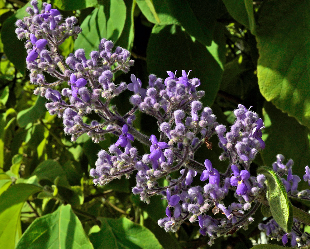 A cluster of purple tubular flowers of Cornutia pyramidata forming dense branched panicles against green foliage