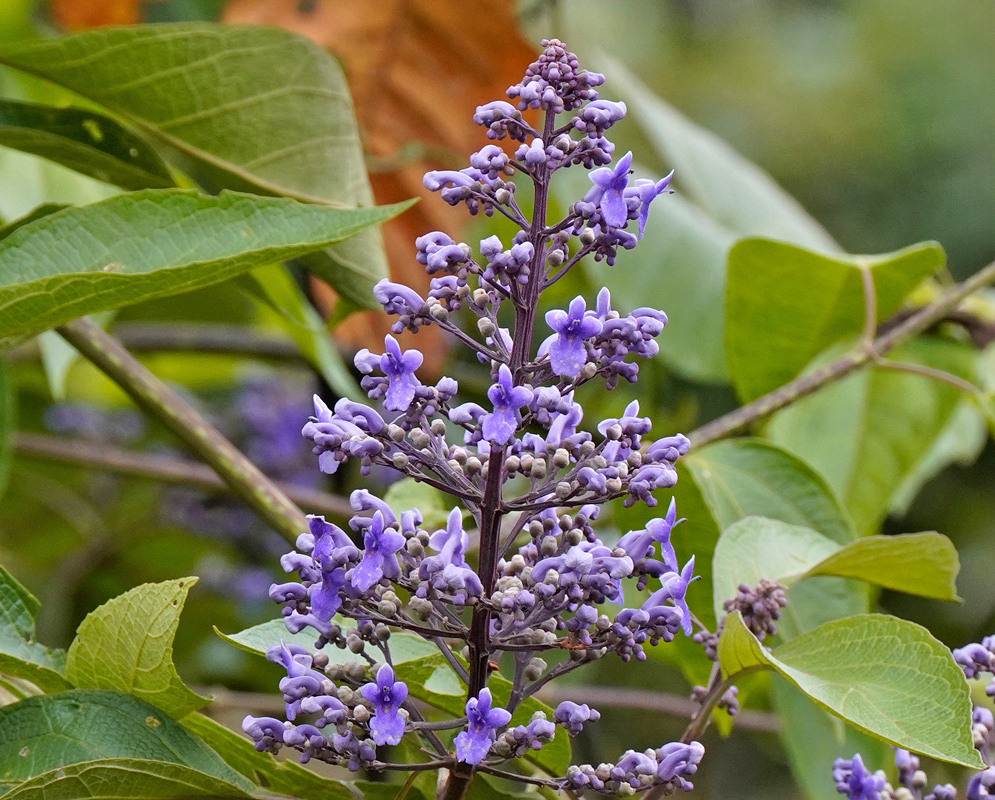 An upright pyramidal cluster of purple Cornutia pyramidata flowers with unopened fuzzy buds and green leaves in the background