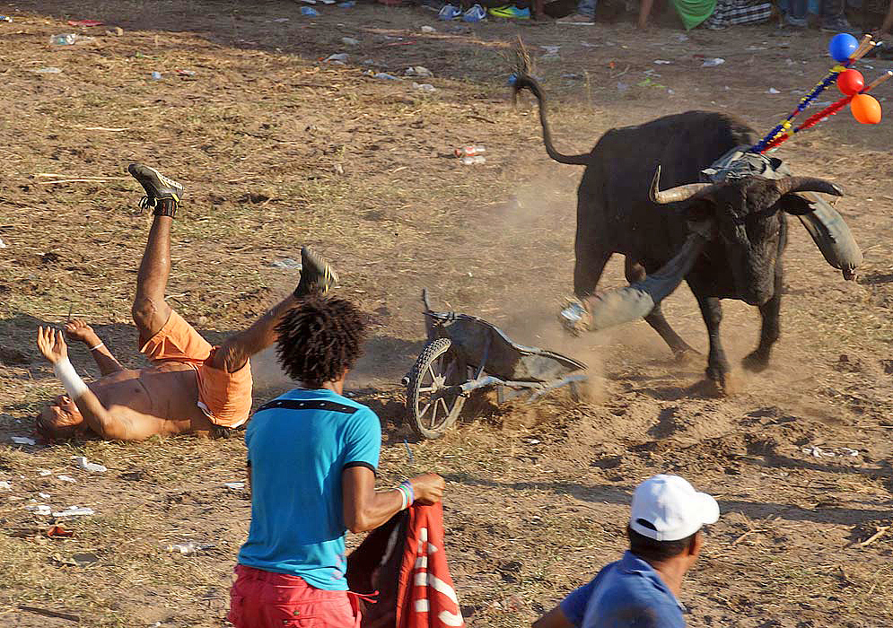  Man being knocked to the ground by bull