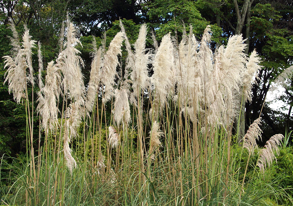Tall stalks of Cortaderia selloana with plumes of flowers in sunlight