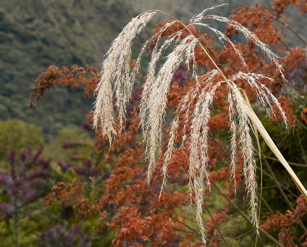 Tall arching flower plumes of Cortaderia nitida with cascading silvery seed heads against a background of green and reddish foliage