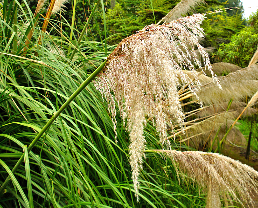 Cortaderia selloana inflorescence with tan colored flowers