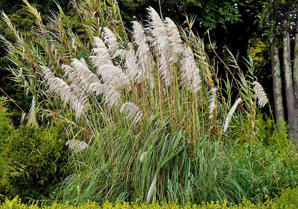 Tall stalks of Cortaderia selloana with plumes of flowers