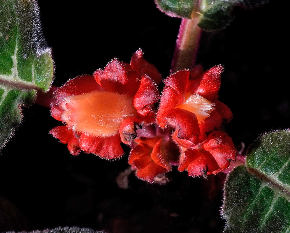 Corytoplectus cutucuensis Flowers Corytoplectus cutucuensis with small tubular red-orange flowers and velvety green leaves edged in purple