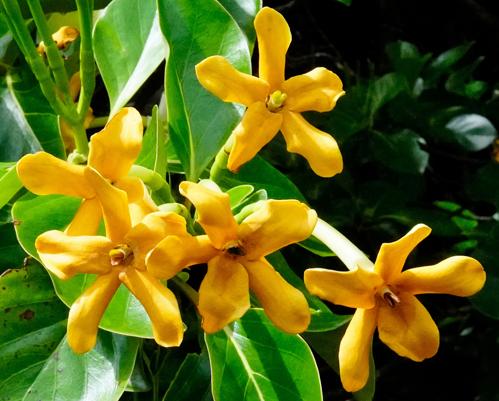 Cosmibuena grandiflora Yellow Flowers Cluster of yellow Cosmibuena grandiflora flowers with twisted petal lobes and glossy green leaves in bright tropical light