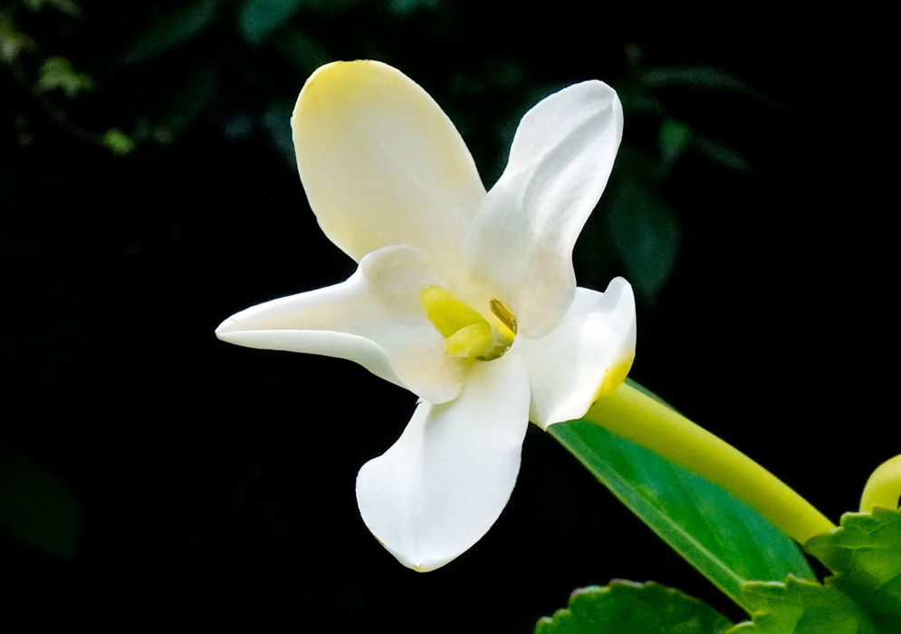 Cosmibuena grandiflora White Flower Single white flower of Cosmibuena grandiflora with fused petals forming a star-shaped tube, emerging from a thick green stem.