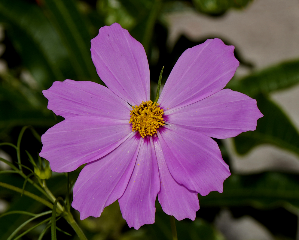 Pink flower Cosmos bipinnatus in a garden