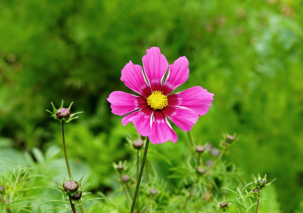 A dark pink Cosmos bipinnatus flower with red around a yellow disk