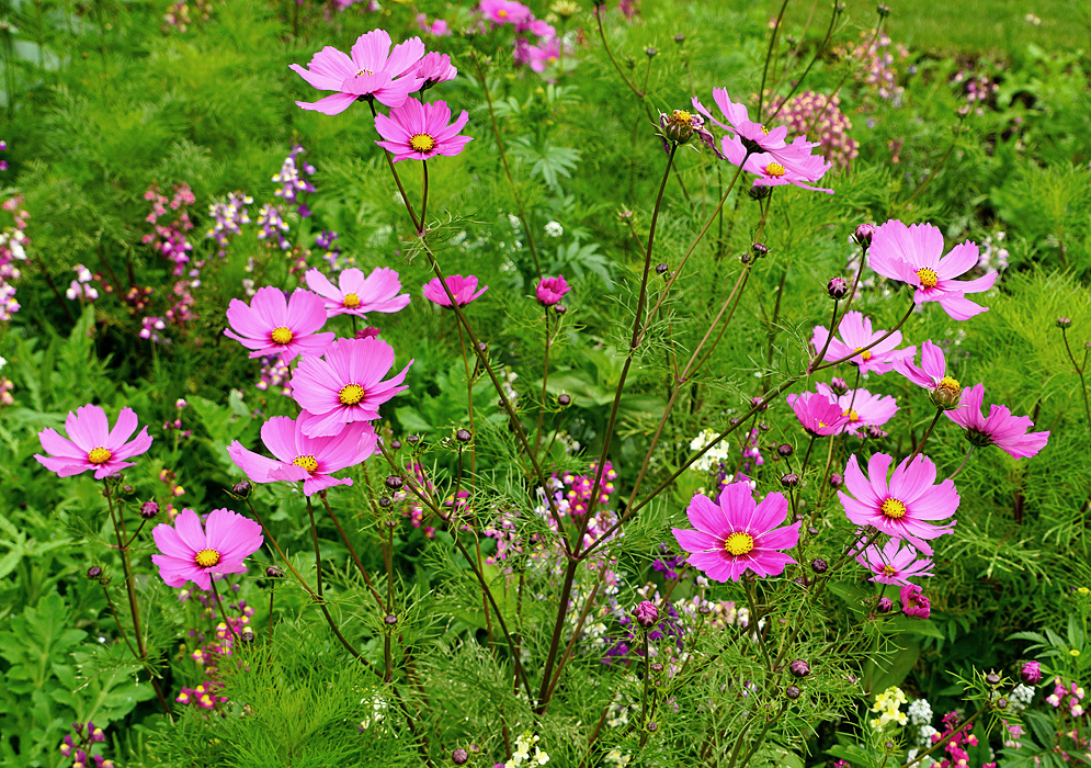 Cosmos bipinnatus flower spike with pink flowers rising above the garden