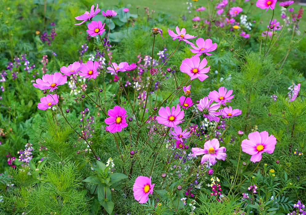 Pink Cosmos bipinnatus flower with a yellow disk