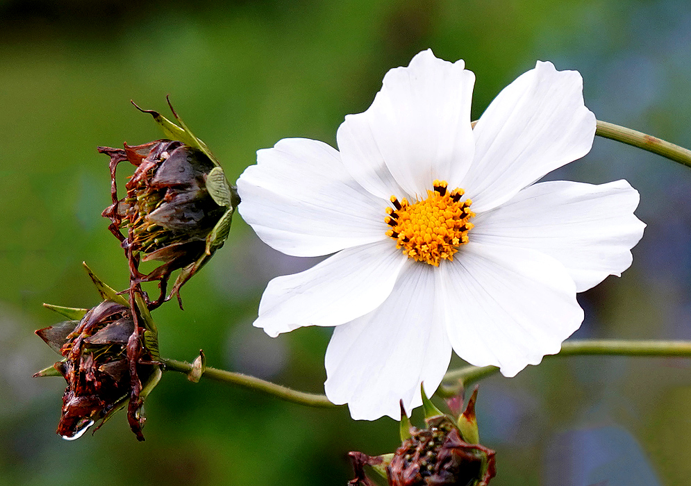 A white Cosmos bipinnatus flower with a yellow disk next to brown spent flowers