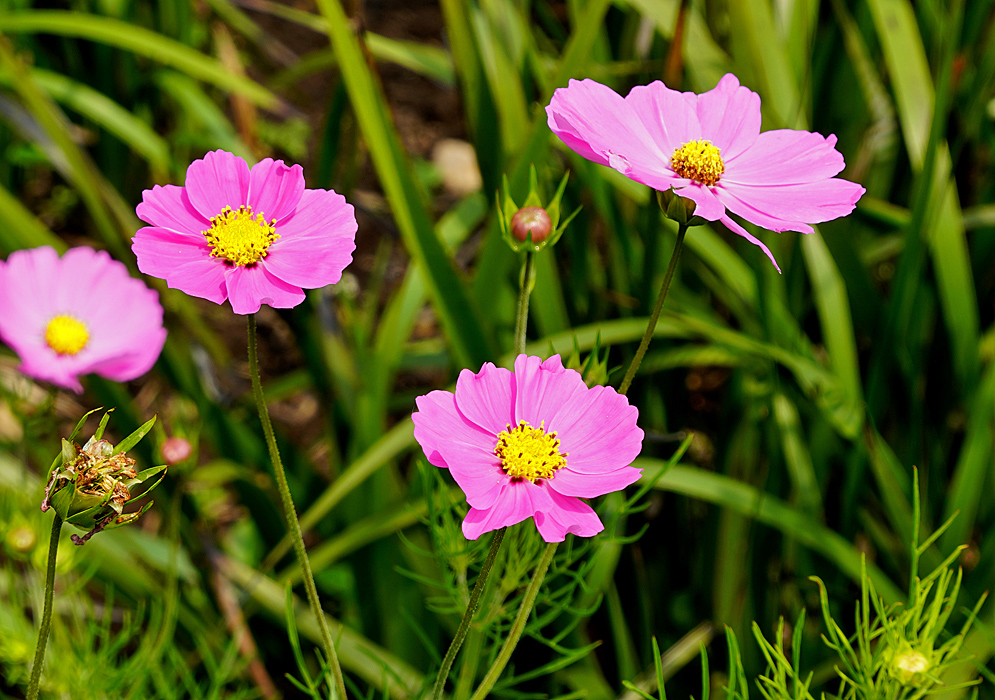 Three pink Cosmos bipinnatus flowers