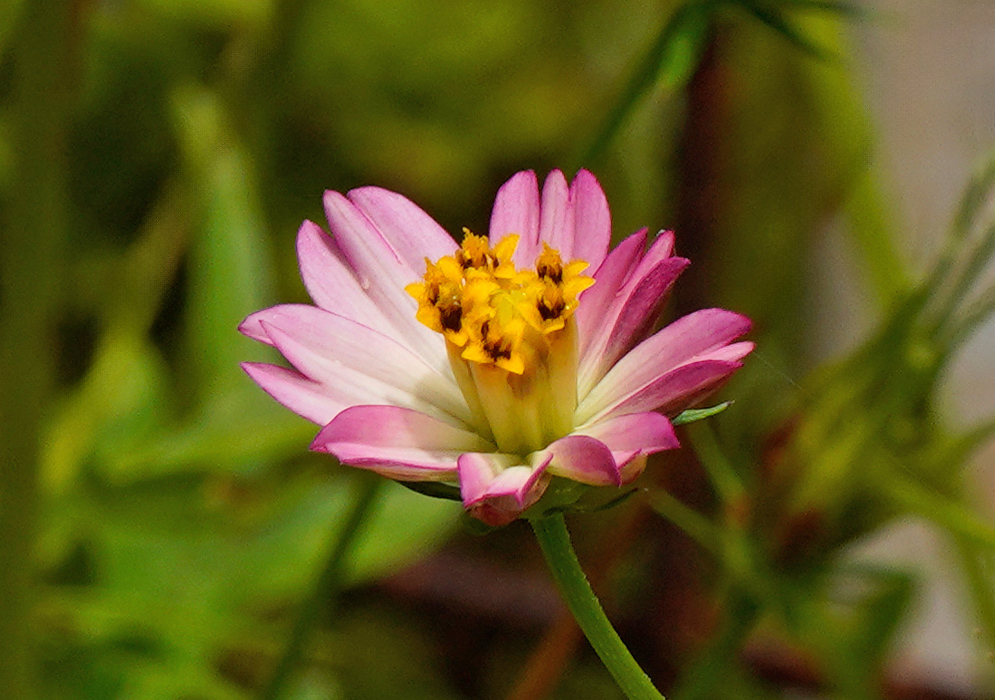 Cosmos caudatus Pink Flower A pale pink and white Cosmos caudatus flower with layered petals and a yellow center standing against a blurred background