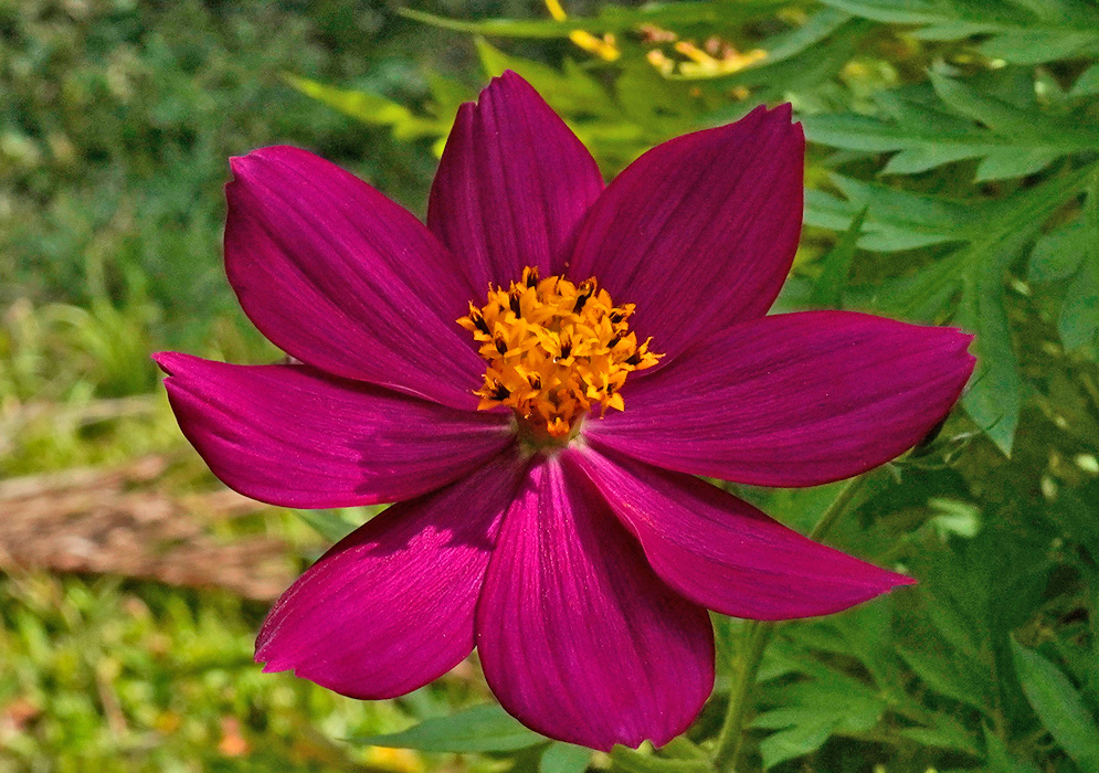 Cosmos caudatus Magenta Flower A single deep magenta Cosmos caudatus flower with broad petals and a bright yellow central disk blooming in daylight