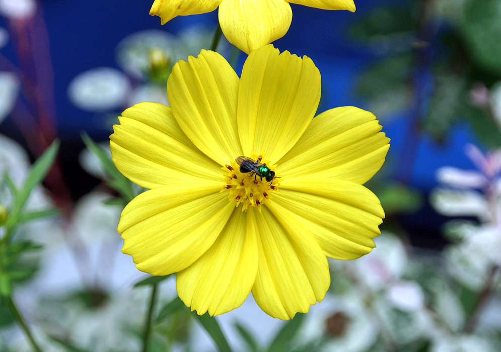 Yellow cosmos flower with a bee on the stamen