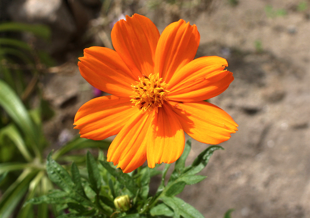 Orange Cosmos flower is dabble sunlight