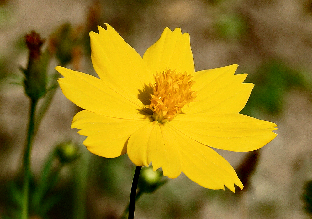 Yellow Cosmos flower under the sun
