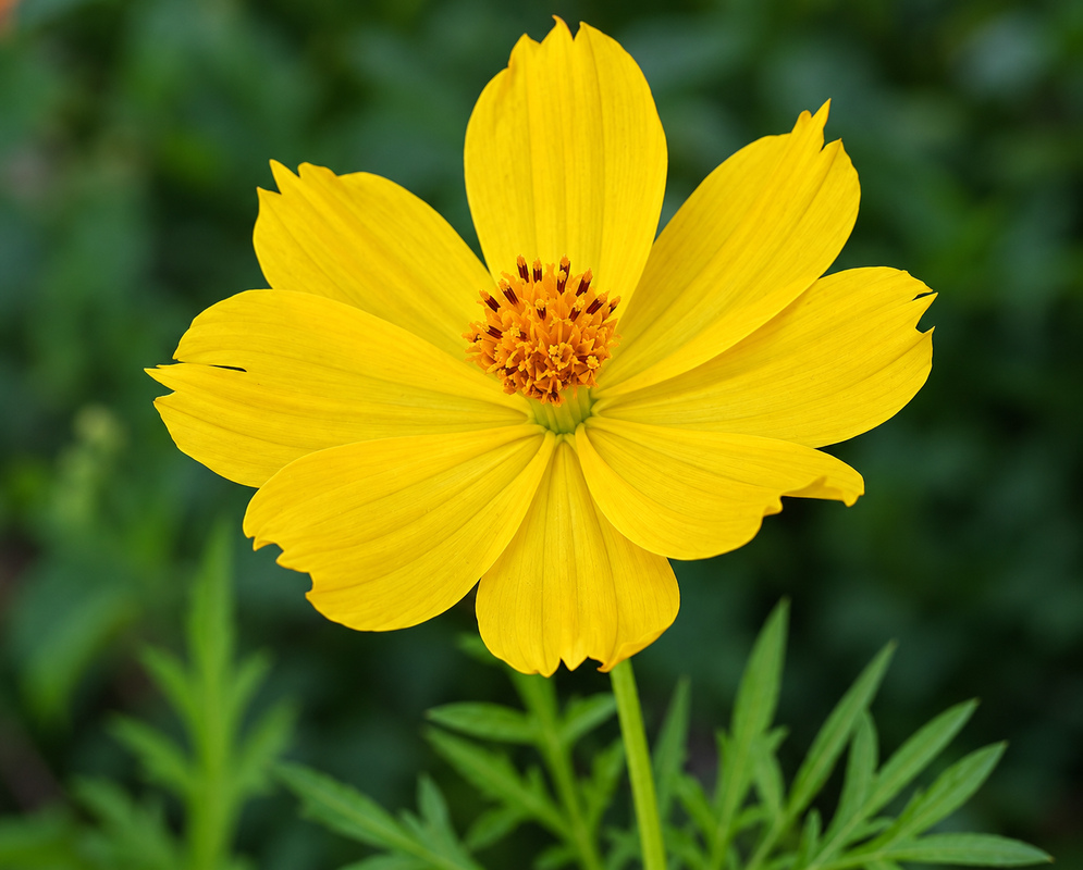 Two bright orange Cosmos in sunlight with yellow centers