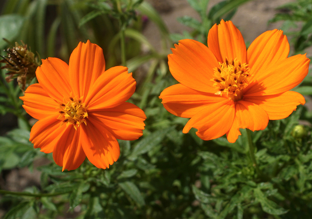 Two bright orange Cosmos in sunlight with yellow centers