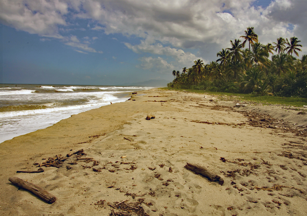 Empty beach and palm tree shoreline