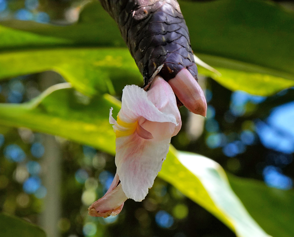 Costus acreanus Pink Flower A single pale pink Costus acreanus flower with yellow throat markings emerging from a dark cone-like bract against green foliage