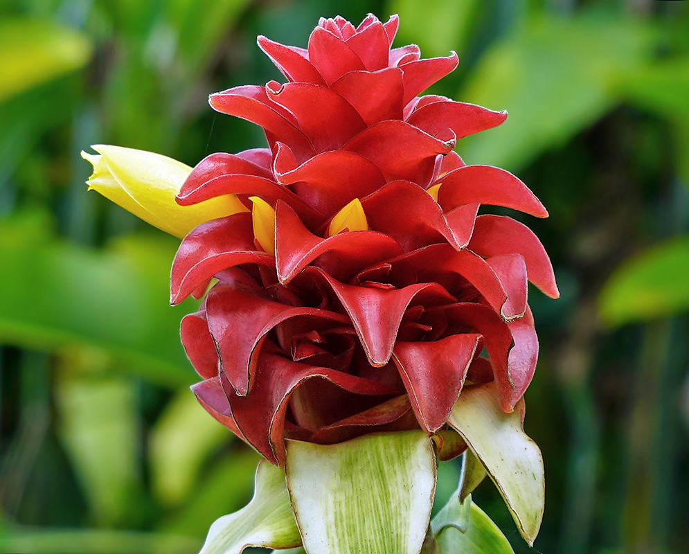 Red Costus barbatus inflorescence with a yellow flower
