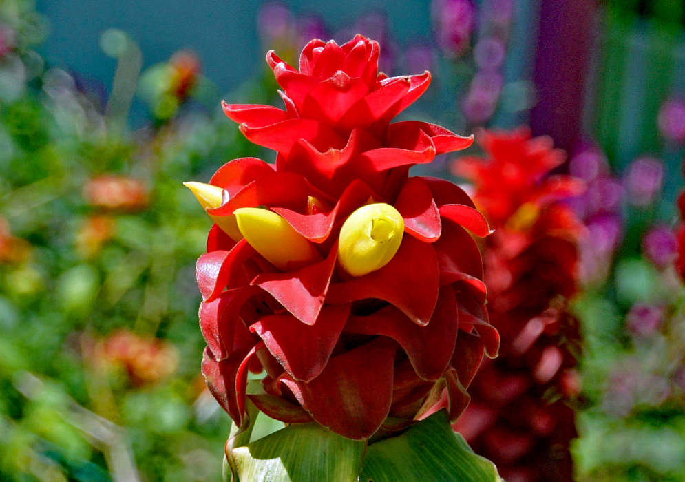 A red Costus barbatus inflorescence with red bracts and yellow flowers
