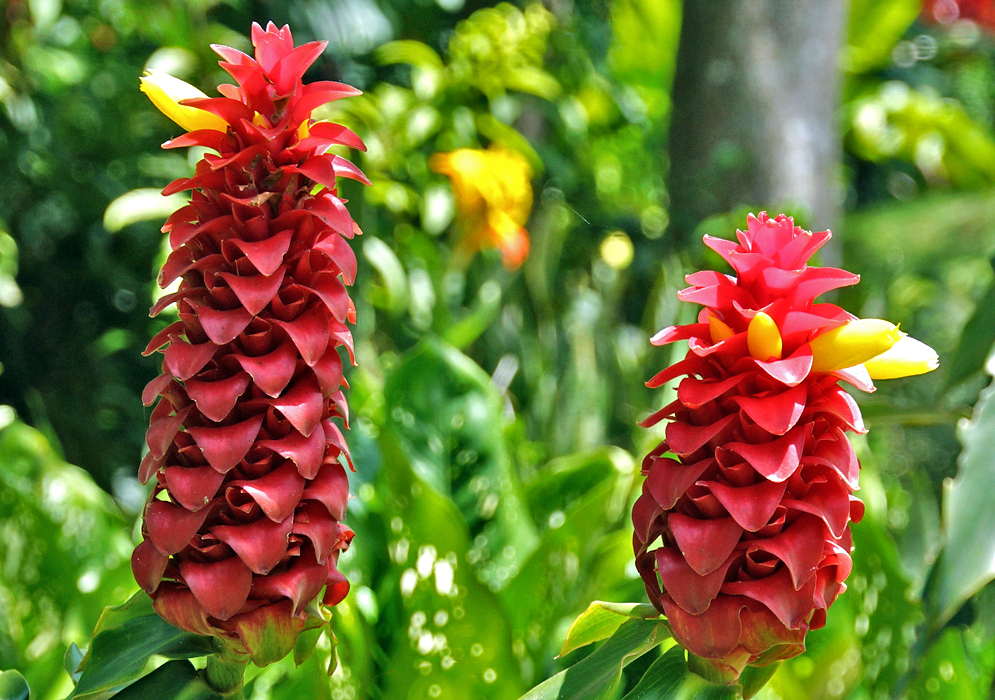 Two torch-shaped red Costus barbatus inflorescences with red bracts and yellow flowers