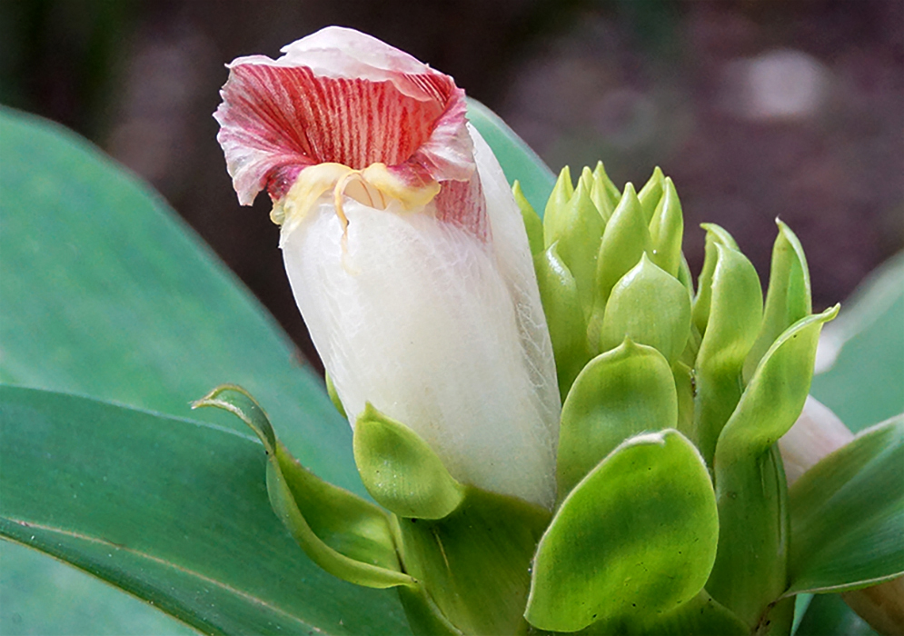 White upright Costus guanaiensis flower with red stripes and green bracts