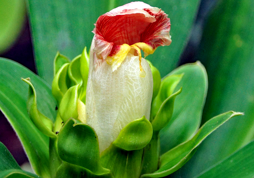 White upright Costus guanaiensis flower with red stripes and green bracts