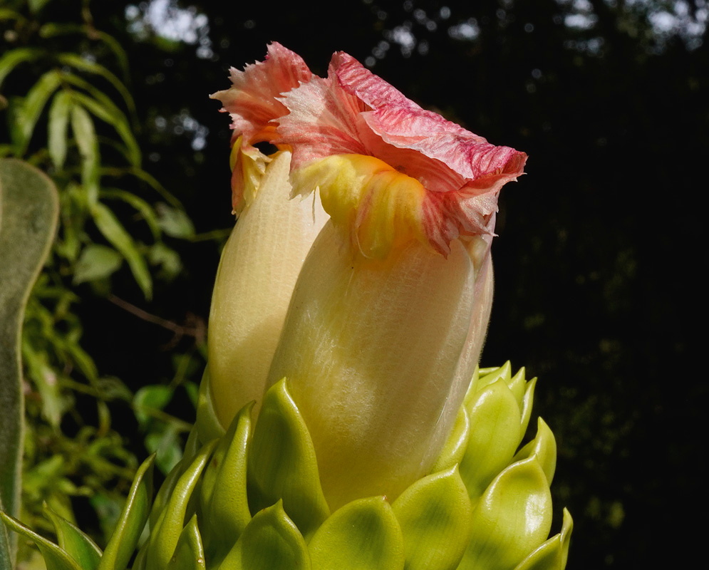 Costus macrostrobilus plant habit and foliage