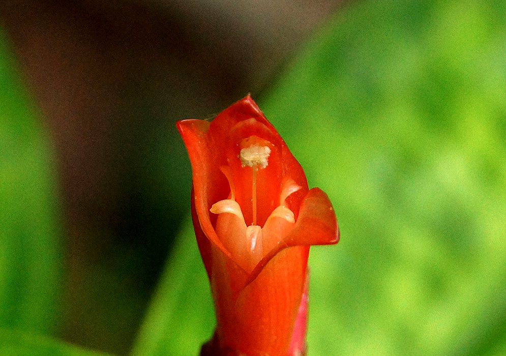 Orange-red Costus pulverulentus flower