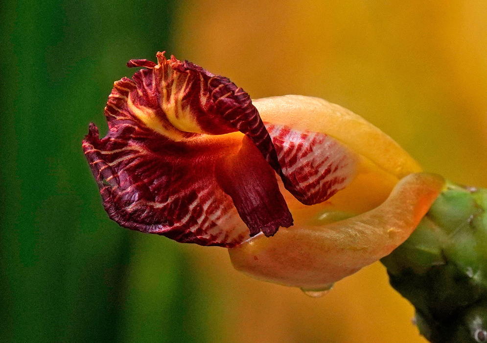 Costus pictus flower with a deep red, ruffled petal edged in yellow, emerging from an orange bract
