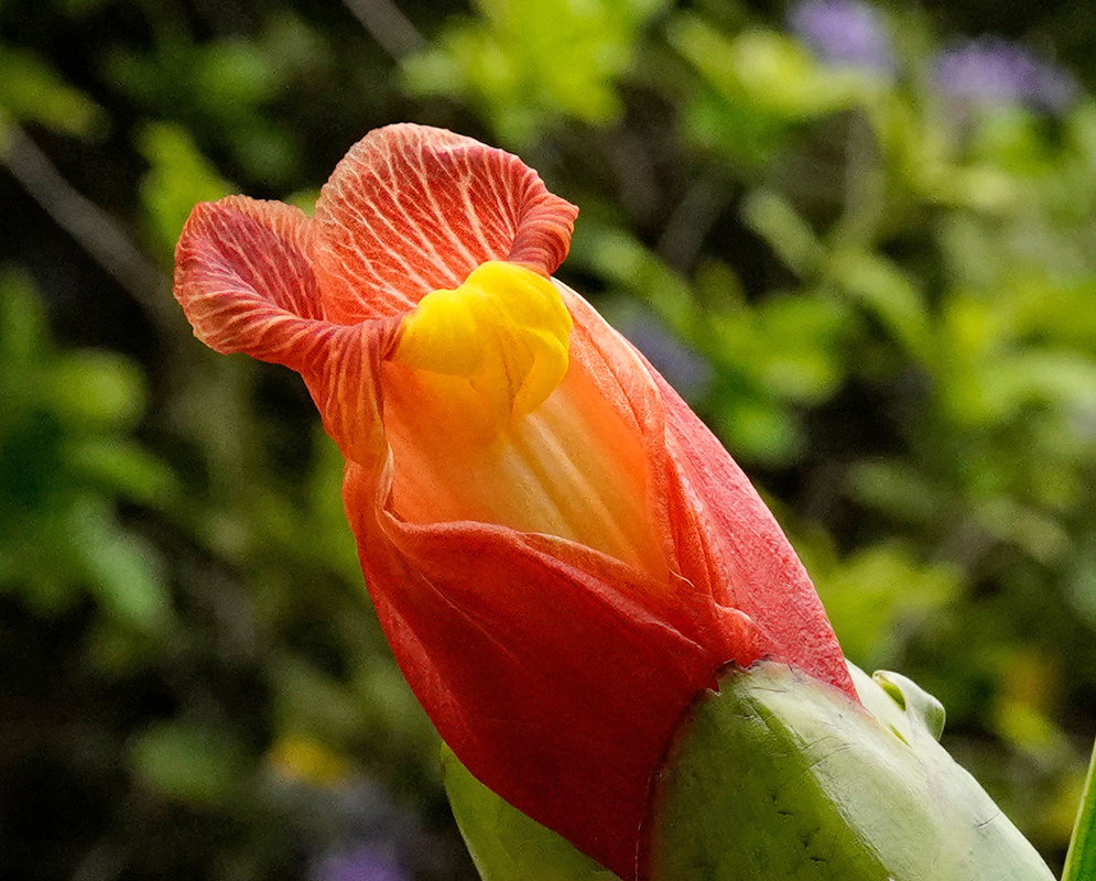 A close-up of a Costus pictus flower with a tubular orange-red bract and yellow petal emerging from the center