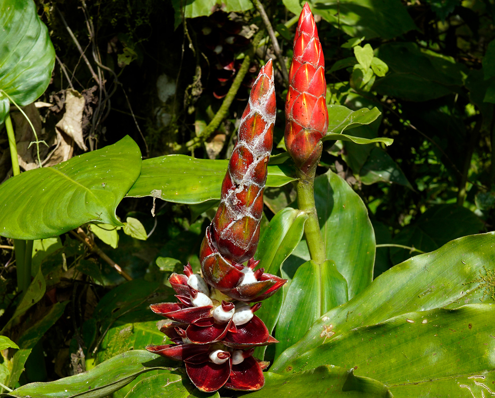 Costus pulverulentus Inflorescences Two upright reddish cone-shaped inflorescences of Costus pulverulentus emerging from broad green leaves, with white bracts and subtle hairy textures at the base