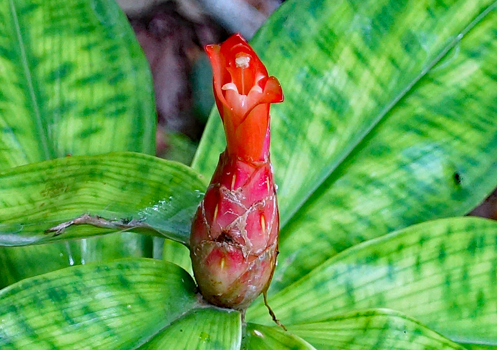 Variegated Costus leaves with red-orange inflorescence and flower