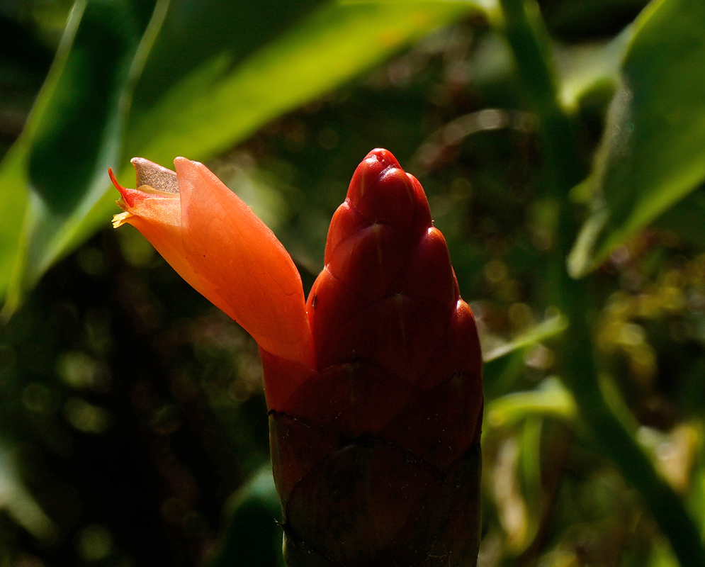 Costus scaber Flower A Costus scaber flower emerging from a red cone-shaped bract with an orange tubular corolla