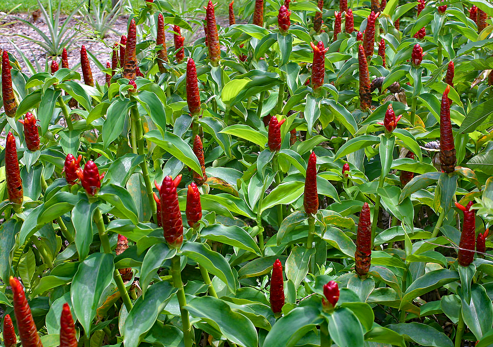 A bed of Costus woodsonii in bloom