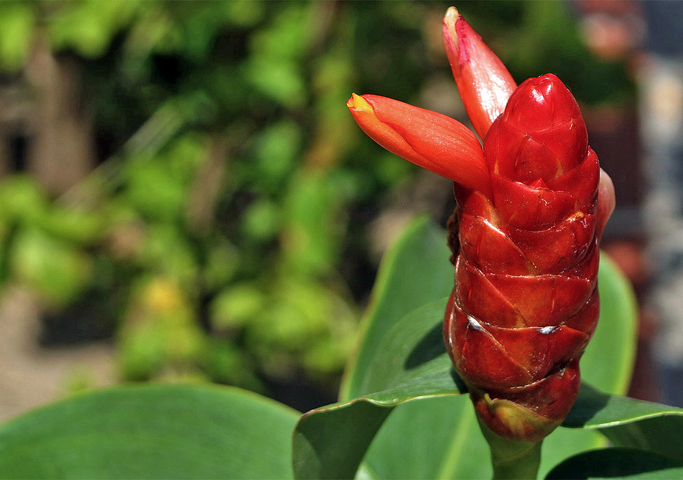 Red costus woodsonii inflorescence with emerging yellow flower in sunlight